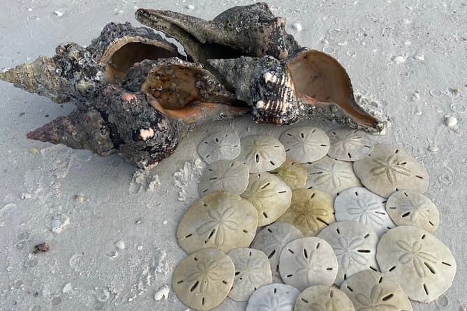 Best Barrier Island Shelling Tours in Naples, FL