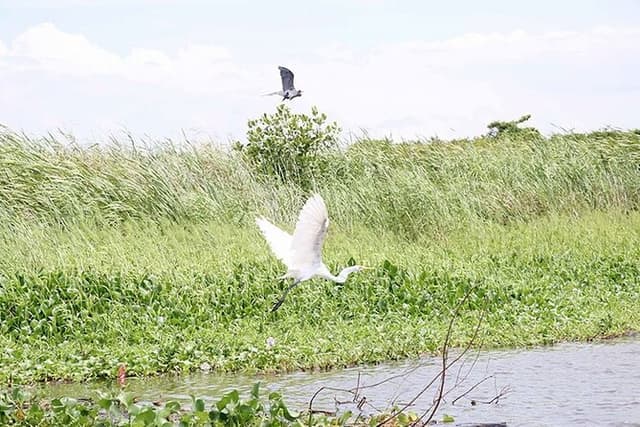 Mangroves and birdwatching in Monterrico from Quetzal Port.
