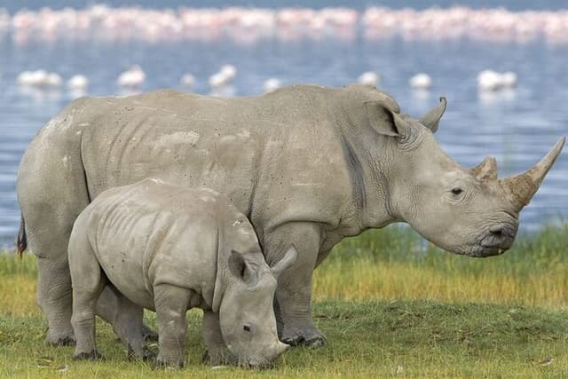 Full Day Tala Game Reserve & Durban City Tour