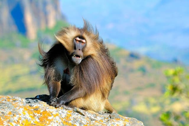 4 Days Trekking to Simien Mountain National Park
