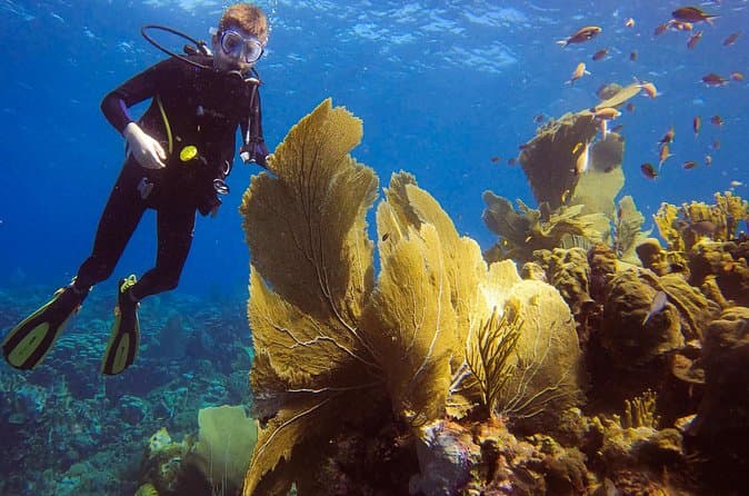 Top-Rated Shore Diving Near Willemstad