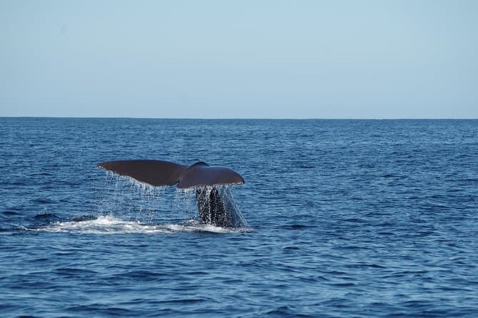 Bentota to Mirissa: Whale Watching Adventure