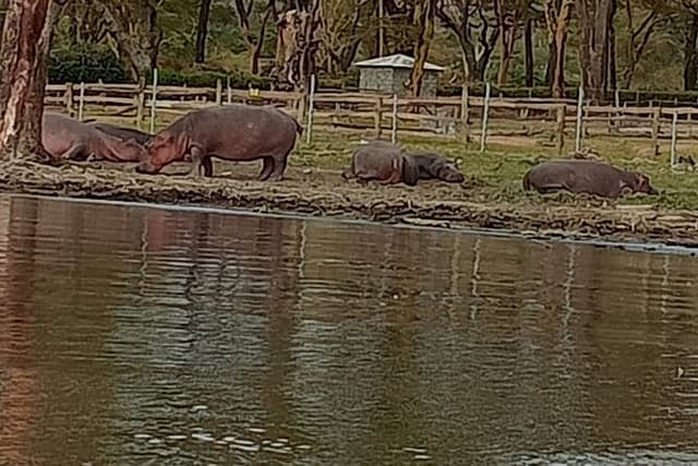 Day tour to Hell's Gate National Park and Lake Naivasha