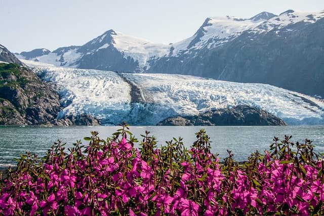 Seward to Anchorage Cruise Transfer & Wildlife Tour