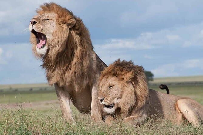 Nairobi City Meets Maasai Mara Safari in Kenya