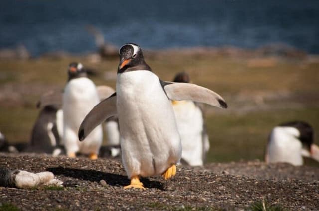 Full Day Tour Martillo Island with Penguin sighting