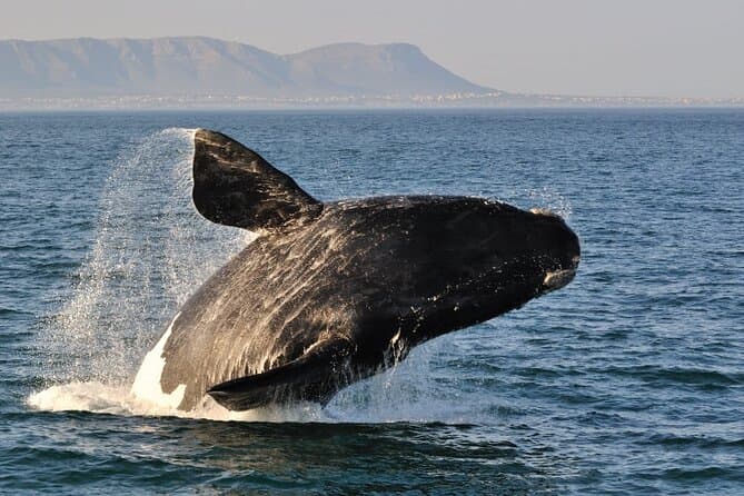 Best Hermanus Whale Tours from Cape Town