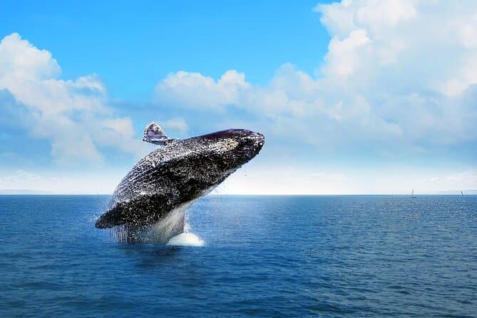 Best Whale Watching Tours Near Las Terrenas