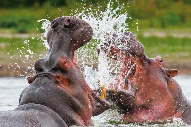 Day Safari Trip to Selous Game Reserve from Zanzibar