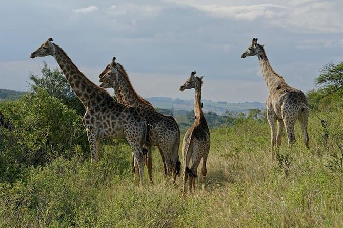 Experience Authentic Tala Game Reserve Safaris near Durban