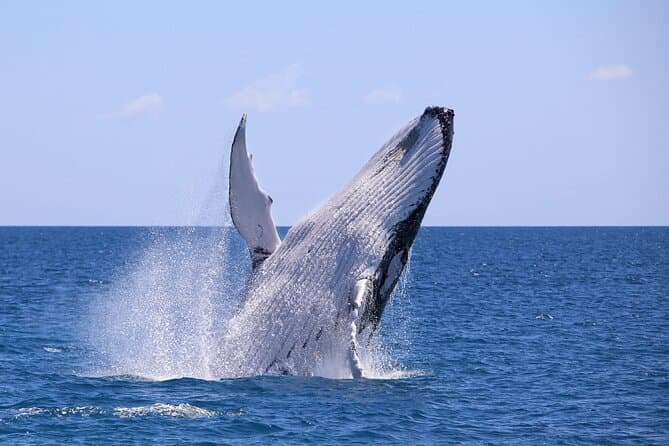 Bahía Málaga Whale Watching