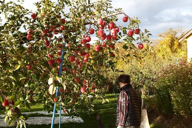 Rice Paddy Art and Apple Picking Full day Private Tour