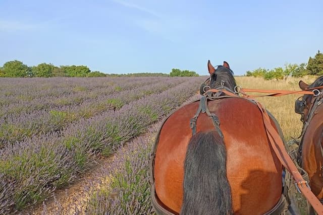 Carriage rides in the heart of the Luberon