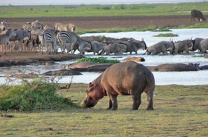 Compare Top Arusha National Park Tours