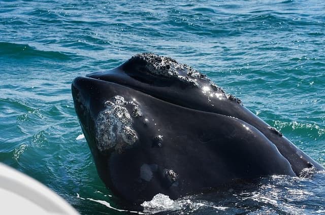 Full-Day Private Hermanus Whale Watching Tour from Capetown
