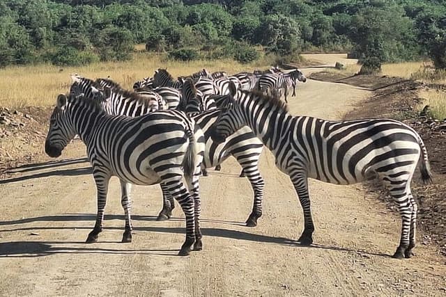 Nairobi National Park and Giraffe Centre Guided Safari Tour
