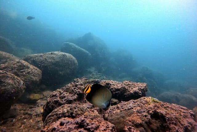 Scuba Diving in Kalpitiya