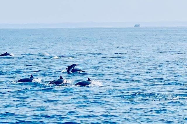 Dolphin Watching in Kalpitiya