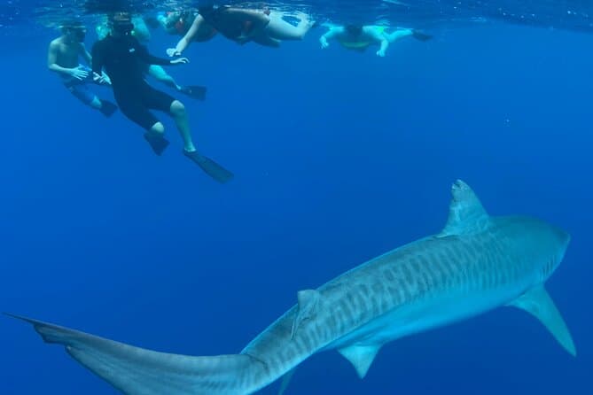 Ultimate Oahu Shark Diving Adventures & Marine Tours