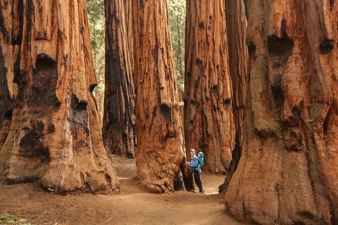 Unforgettable Sequoia & Kings Canyon National Park Adventures