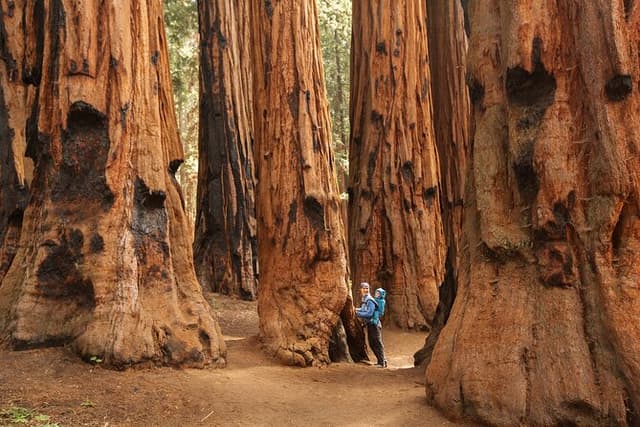 Sequoia National Park Small-Group Tour from Three Rivers