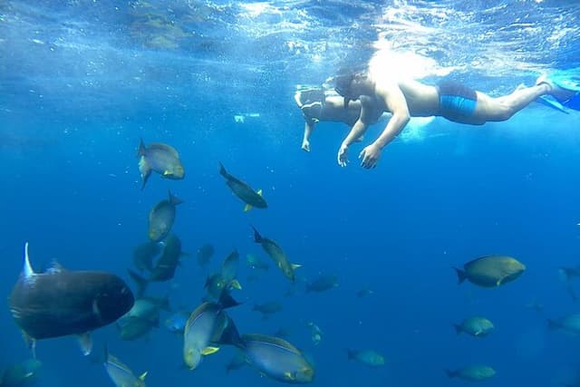 Lembongan Snorkeling at Manta Bay, Toya Pakeh Wall and Mangrove