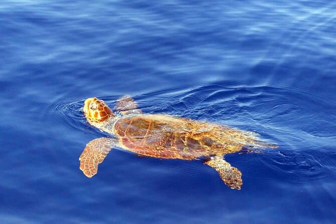 Top-Rated Desertas Island Tours from Funchal