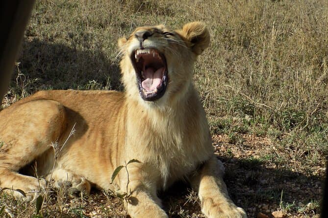 Best Lake Manyara National Park Safari from Arusha