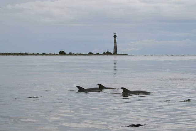 Charleston Eco Boat Cruise with stop at Morris Island Lighthouse