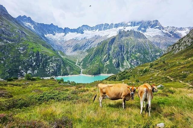 Full-Day Hiking Swiss Alps and Lake swim with Pick-up