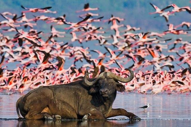 Full-Day Lake Nakuru National Park Tour With 4*4 Vehicle