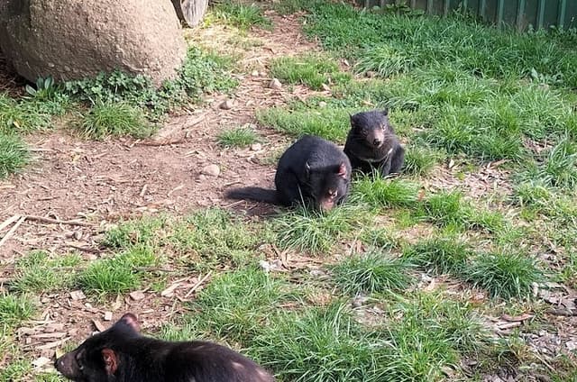 Wings Wildlife Park and Scenic Tour 