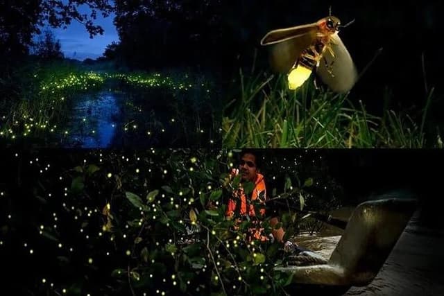 Fireflies & Silver leaf monkey Gazing tour
