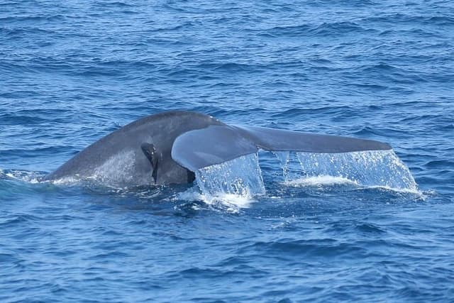Whale Watching Mirissa with ( WWC )