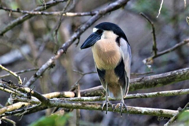 Bird Watching Tour Huatulco HT