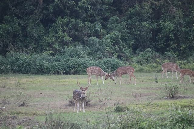 One Day Safari (Sharing) inside Chitwan National Park