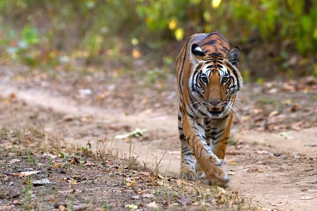 4 Days Safaris in Kanha National Park