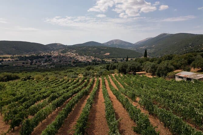 Authentic Wine Tasting & Vineyard Tours in Cephalonia
