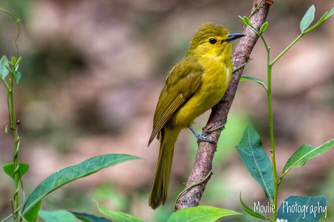 Compare Top-Rated Chennai Birding Experiences