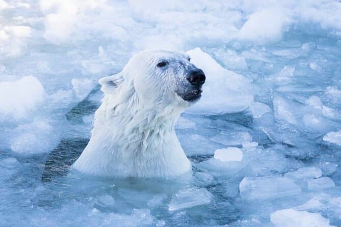 Ranua Arctic Zoo Adventure