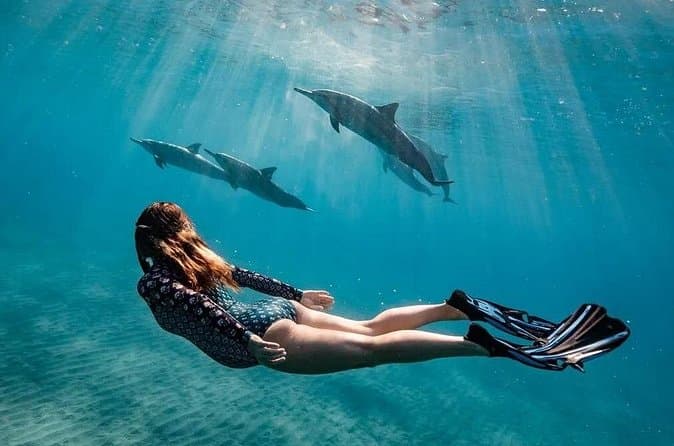 Top-Rated Dolphin Swimming Tours