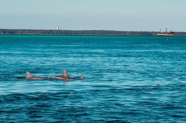 Private Dolphin Adventure