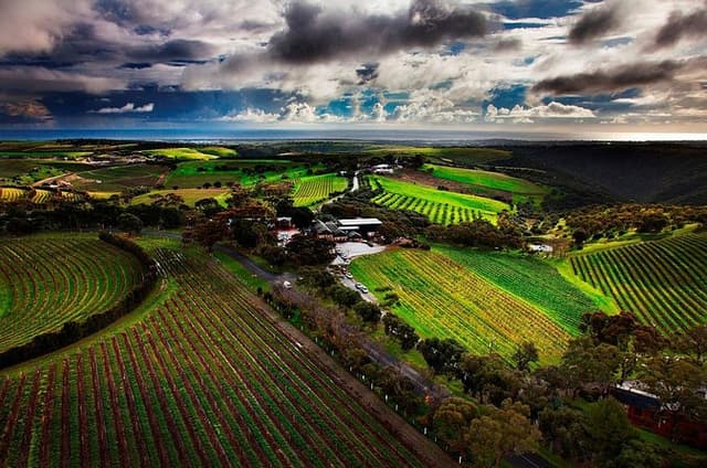 Private Tour of Rojina's Fleurieu in McLaren Vale