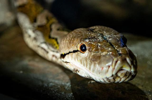 Reptile House Experience at Melbourne Zoo - excl. entry