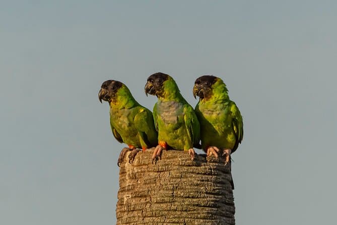 Best Arroyos y Esteros Birdwatching Tours Asunción