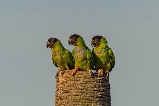 Birding and Nature Chaco Tour