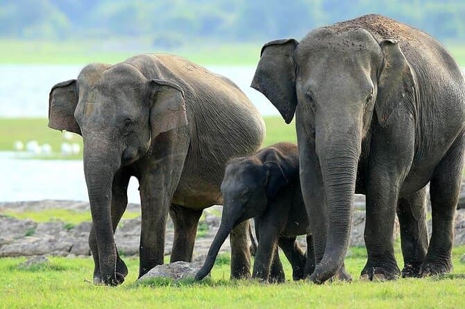 Best Kaudulla National Park Safari & Wildlife Tours