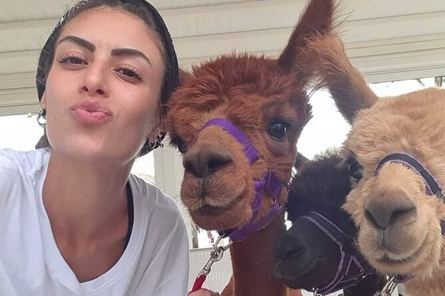 Calabrian Alpacas Sunset Beach Experiences Pizzo VV AlpacSelfies