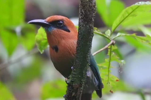 Full Day Private Birding and Nature Sightseeing Tour, Pipe Line.