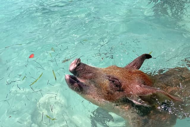 Private Eleuthera Island: Swim With Pigs, Turtles & Stingrays